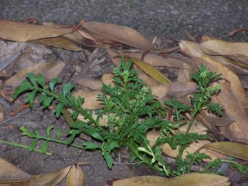 Lepidium didymum (=Coronopus didymus) / Lappolina americana